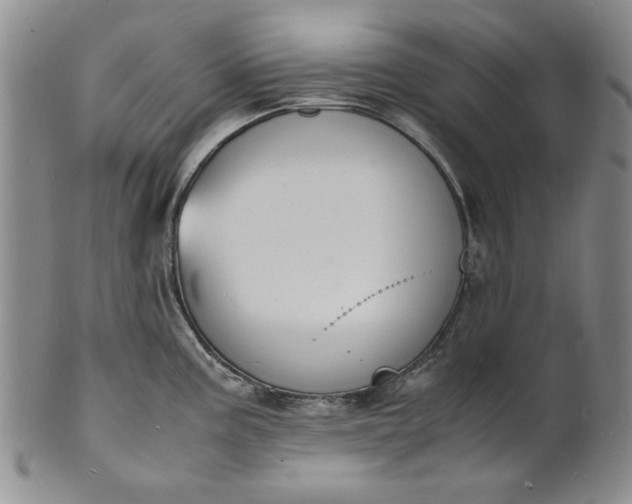 X0000100981195200807081236