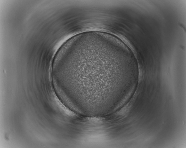 X0000100981246200807081236