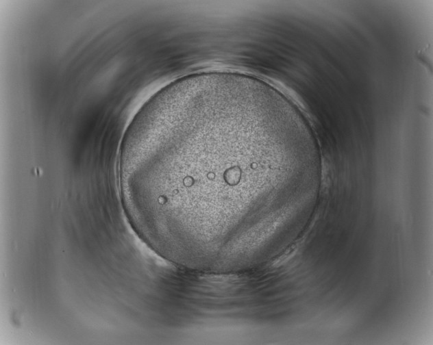 X0000100981247200807081236