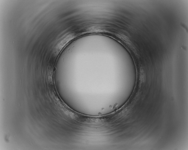 X0000100981273200807081235