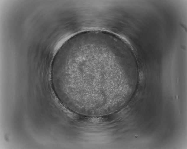 X0000100981279200807081235