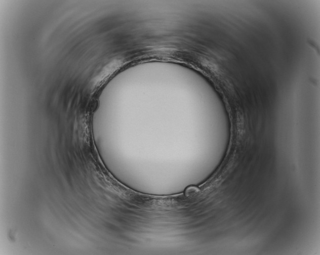 X0000100981354200807081233