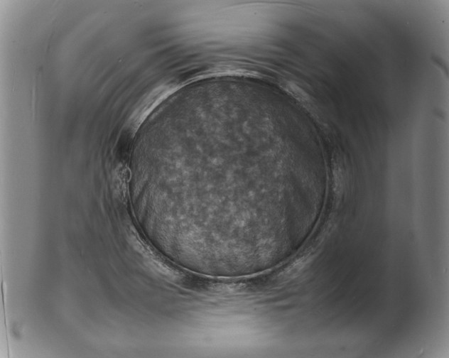 X0000100981369200807081233