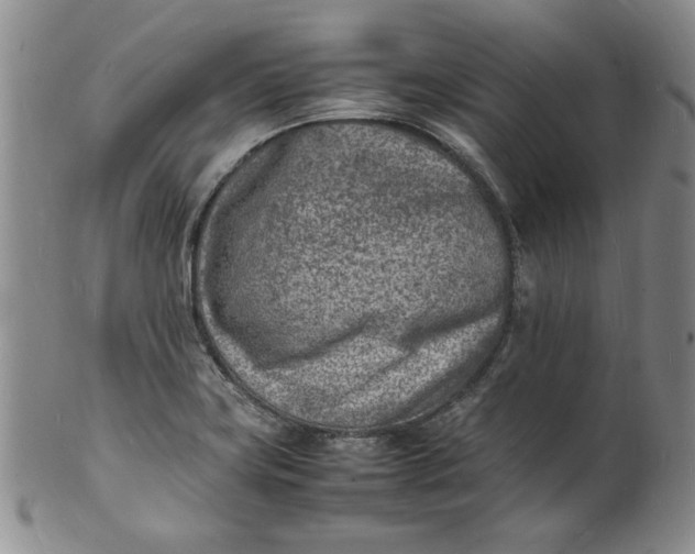 X0000100981419200807081233