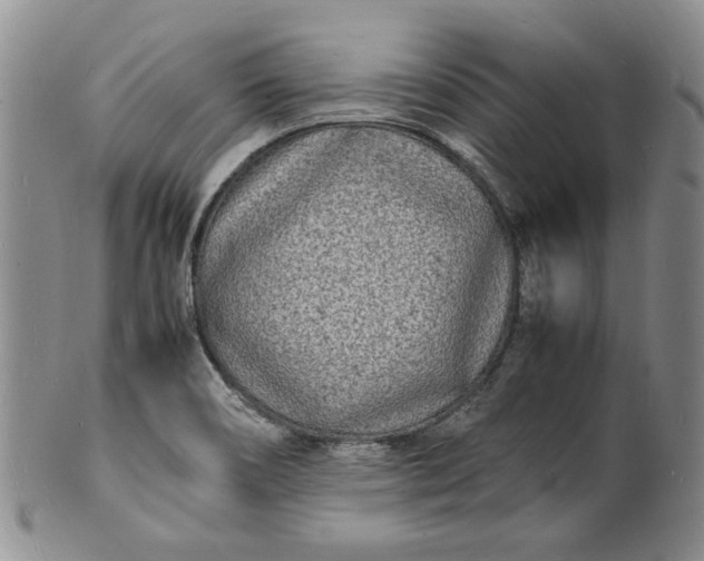 X0000100981466200807081232