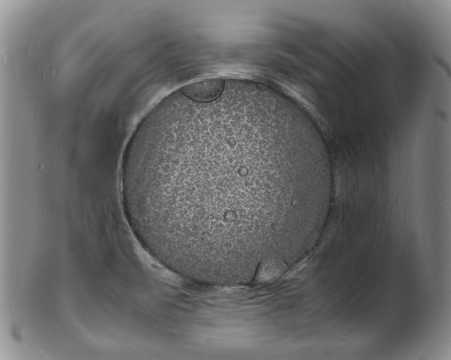 X0000100981471200807081232