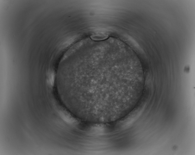 X0000100980076200807151425