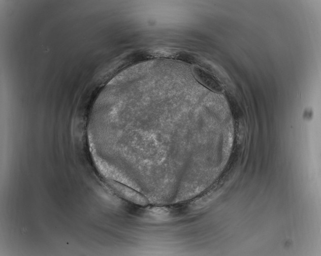 X0000100980409200807151420