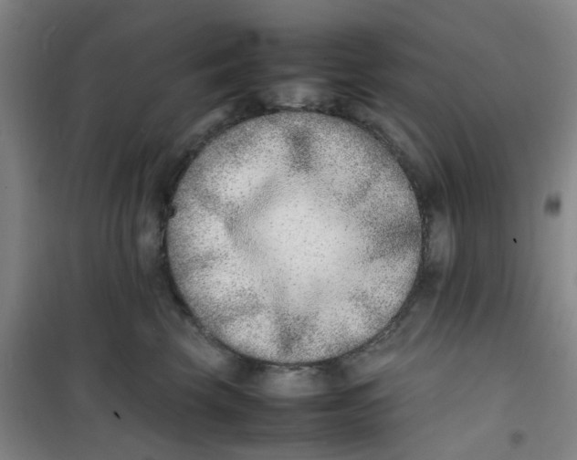 X0000100980569200807151418