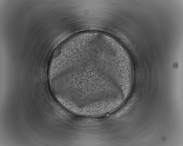 X0000100980977200807151411