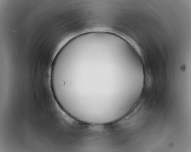 X0000100981006200807151411