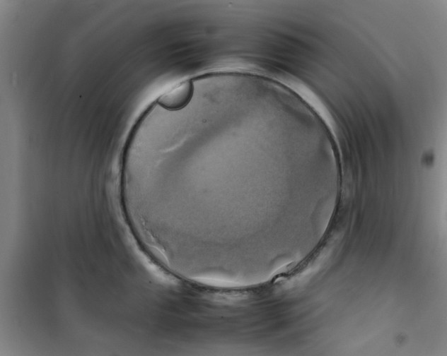 X0000100981053200807151411