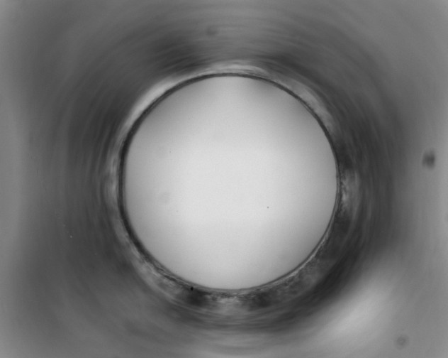 X0000100981054200807151411