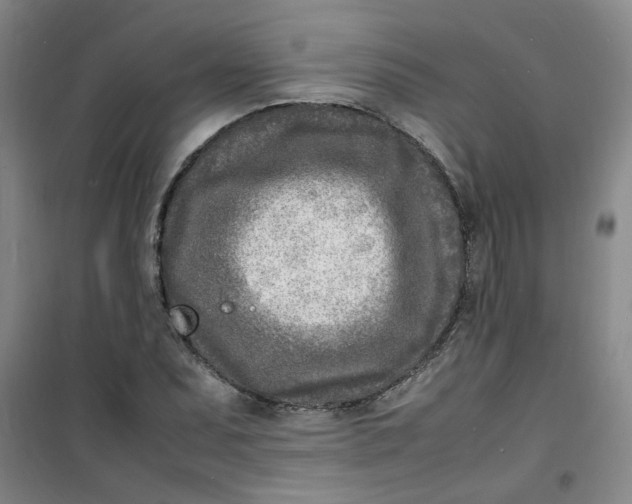 X0000100981071200807151410