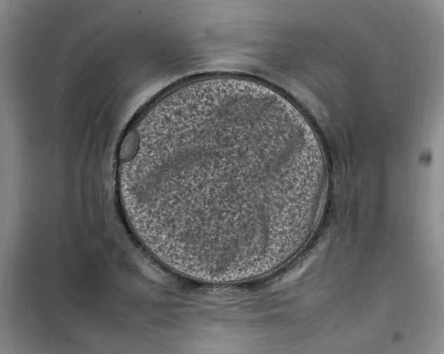 X0000100981077200807151410