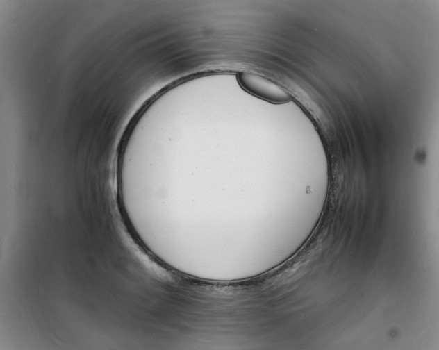 X0000100981084200807151410