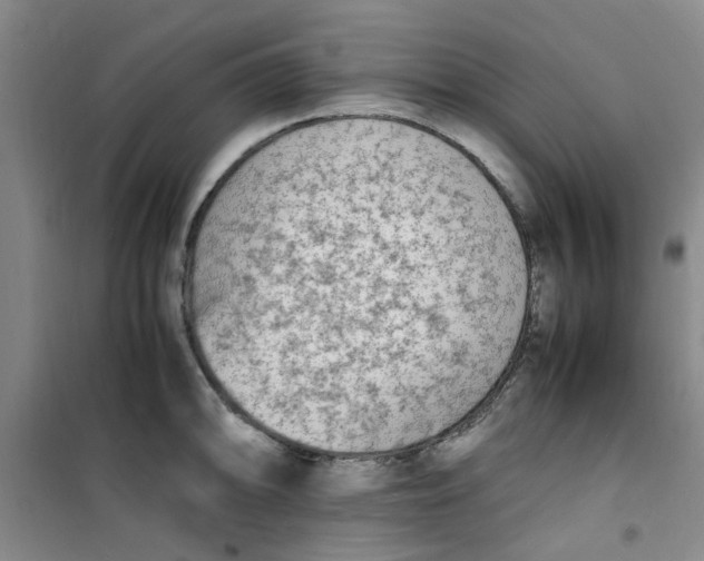 X0000100981094200807151409