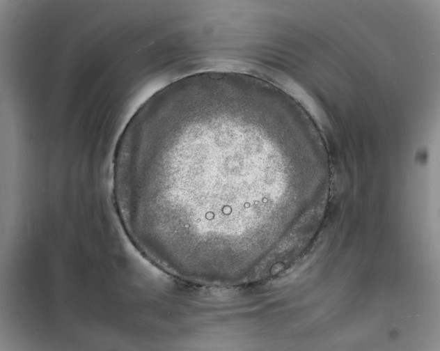 X0000100981095200807151409