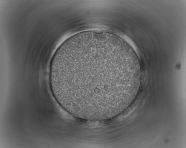 X0000100981099200807151409