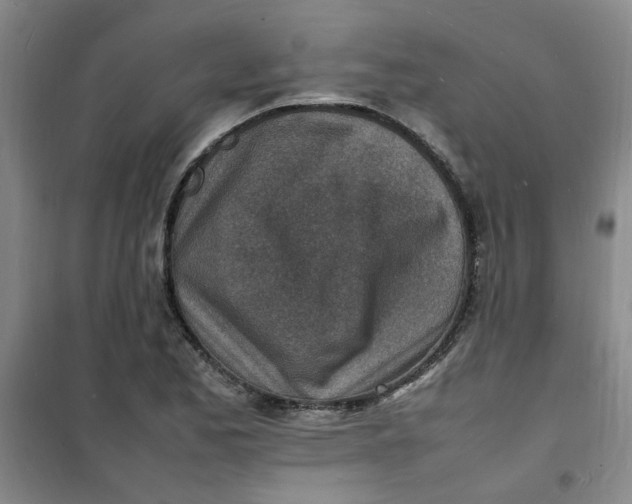 X0000100981173200807151408