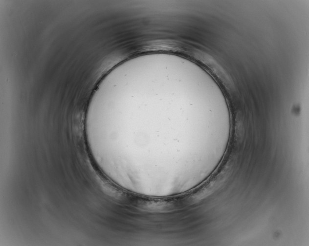 X0000100981233200807151408