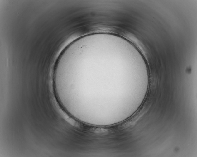 X0000100981235200807151408