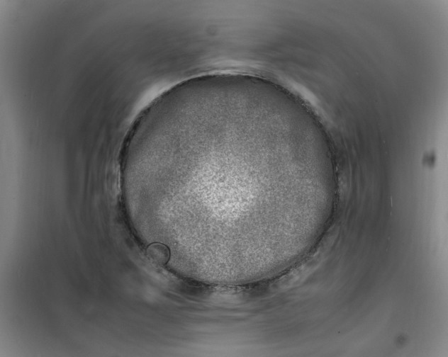 X0000100981267200807151407