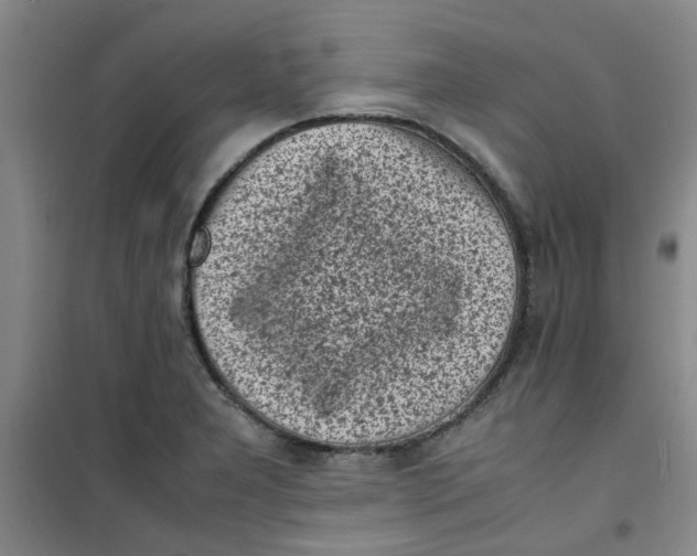 X0000100981277200807151407