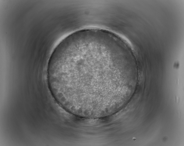 X0000100981279200807151407