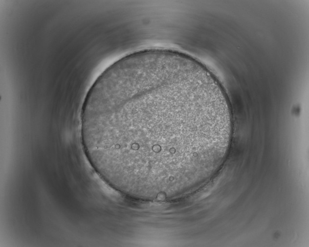 X0000100981287200807151406