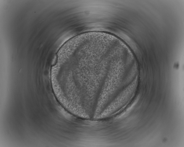 X0000100981289200807151406