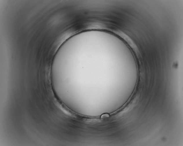 X0000100981337200807151406