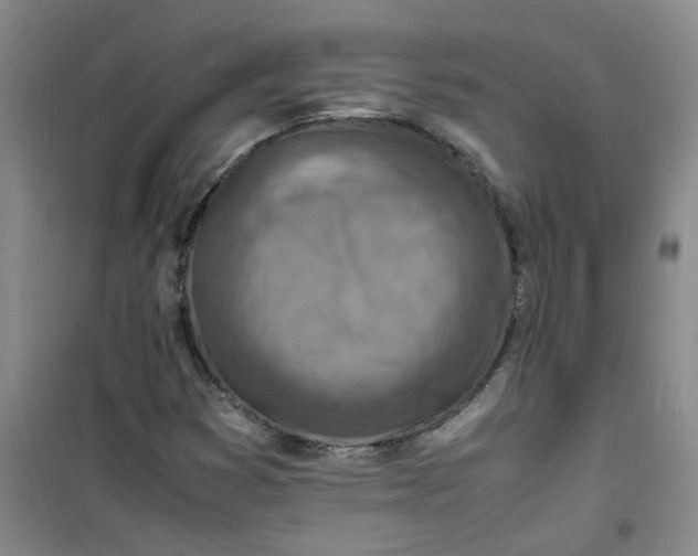 X0000100981353200807151405