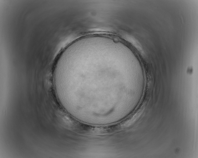 X0000100981357200807151405