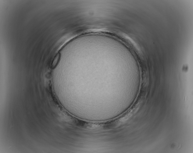 X0000100981361200807151405