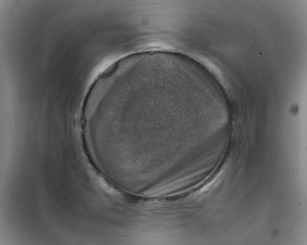 X0000100981373200807151405