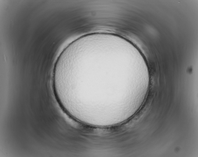 X0000100981379200807151405