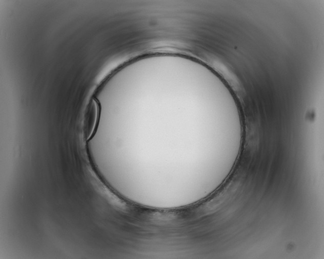 X0000100981384200807151405