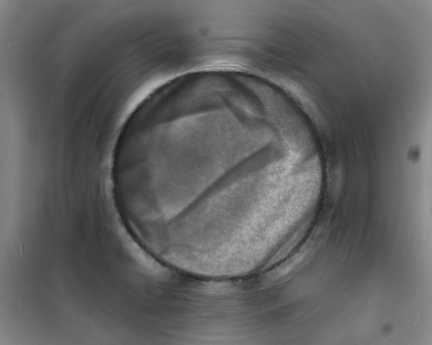 X0000100981422200807151405