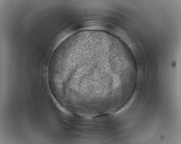 X0000100981425200807151405