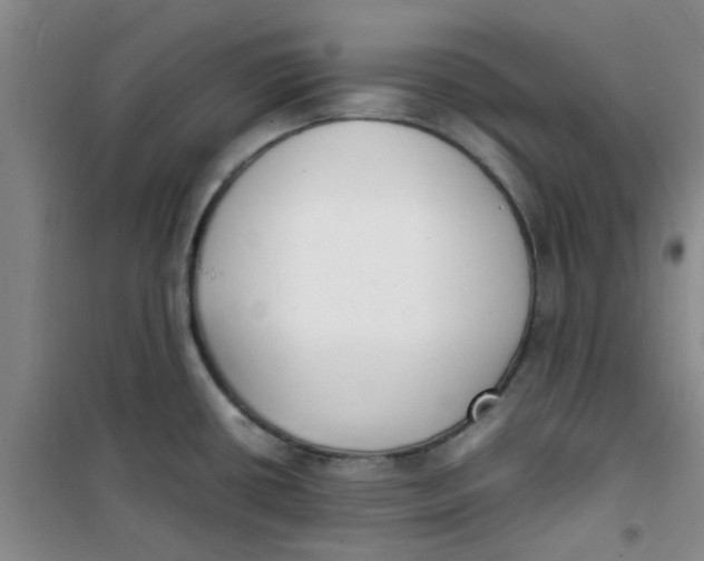 X0000100981434200807151405