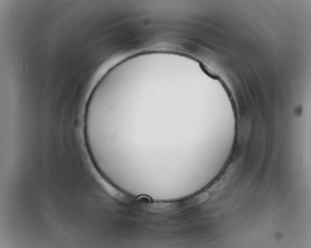 X0000100981437200807151405