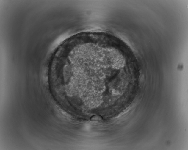 X0000100981455200807151404