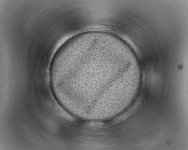 X0000100981466200807151404