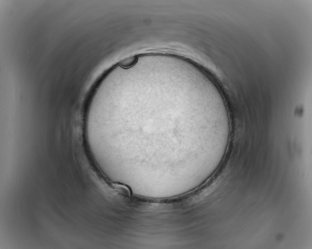 X0000100981506200807151403