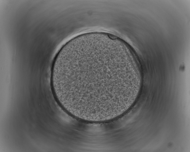 X0000100981508200807151403