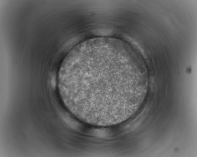 X0000100980069200807221243