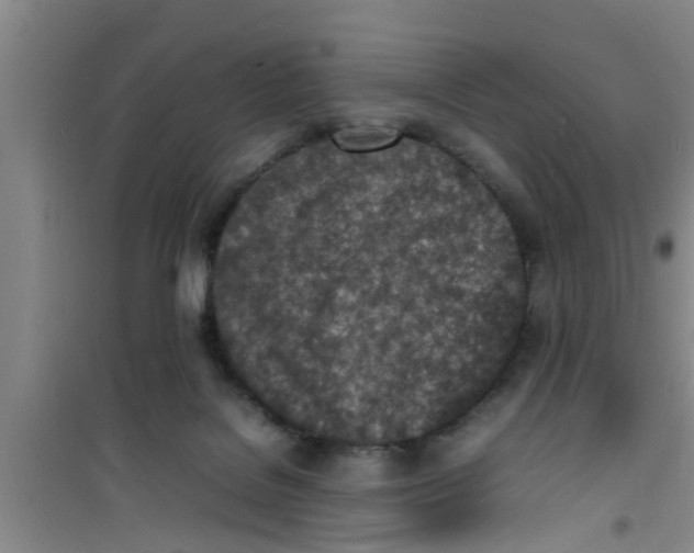 X0000100980076200807221243