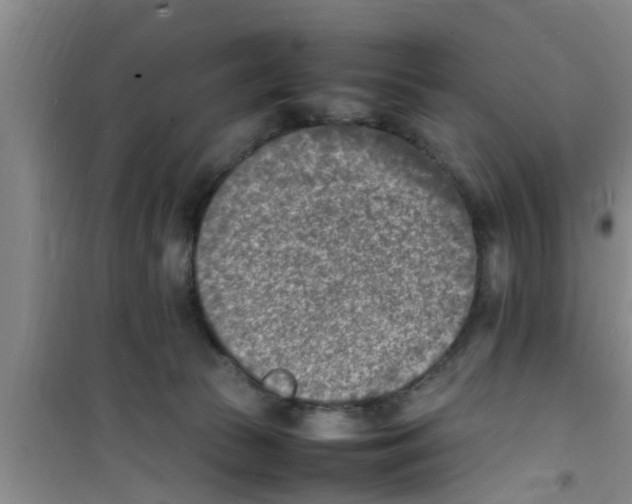 X0000100980177200807221241