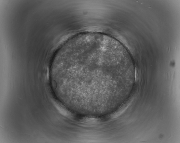 X0000100980205200807221241